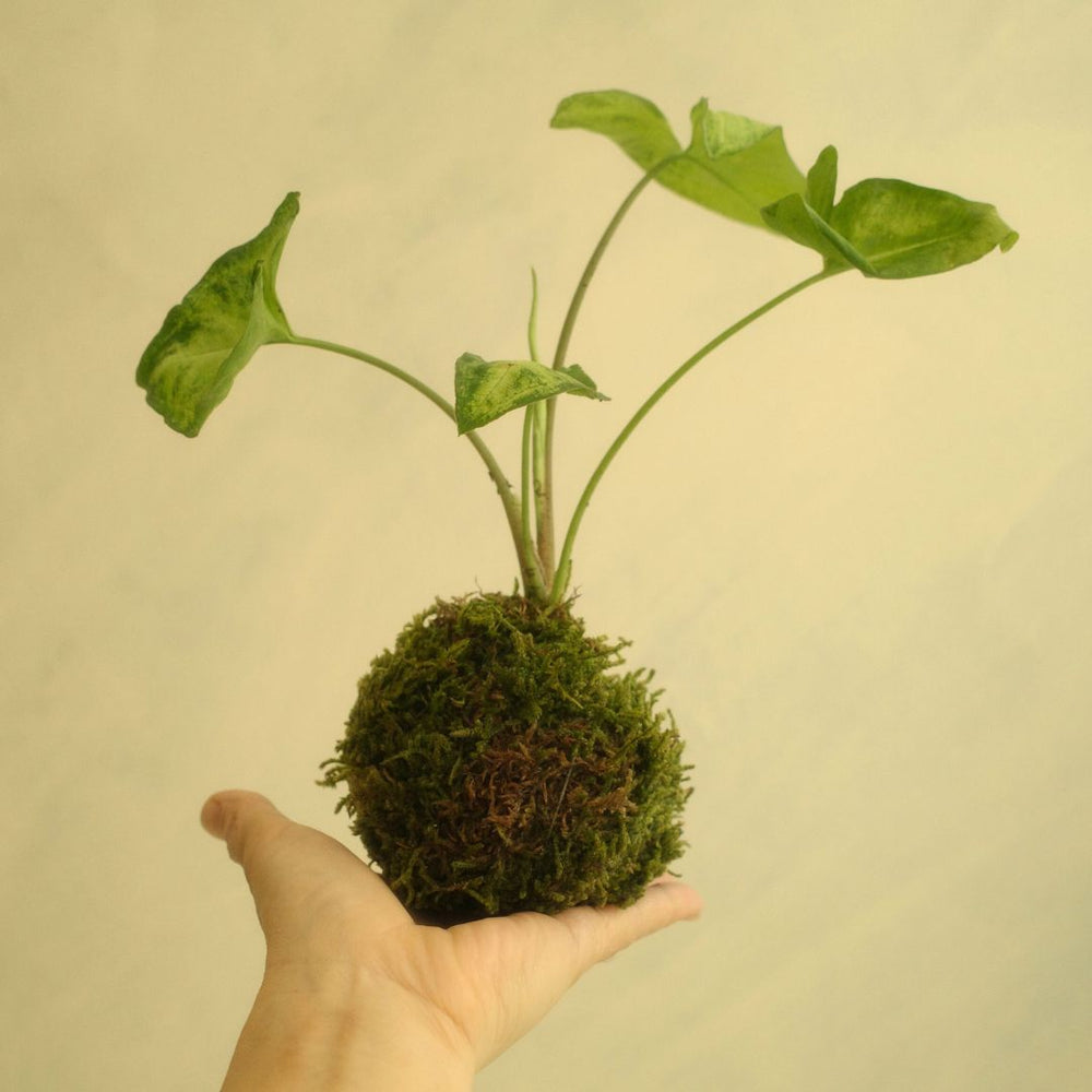 KINTO KOKEDAMA WORKSHOP AT KINTO USA NEW YORK AUGUST 9 | 2:00PM THUMBNAIL 0