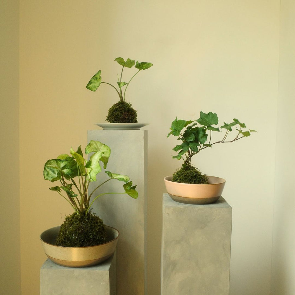 KINTO KOKEDAMA WORKSHOP AT KINTO USA NEW YORK AUGUST 9 | 11:30AM THUMBNAIL 0