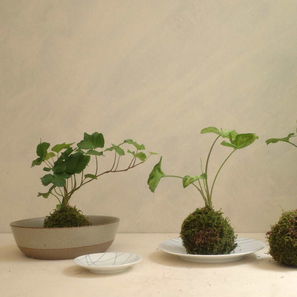 KINTO KOKEDAMA WORKSHOP AT KINTO USA LOS ANGELES SEPT 6 | 11:30AM THUMBNAIL 0